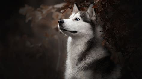 husky wallpaper|husky wallpaper 1920x1080.